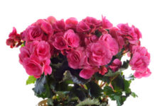 Begonia 799 0 101 Begonia